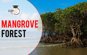 Mangrove Forest