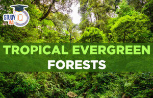 Tropical evergreen forests