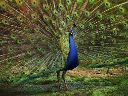 National Bird of India