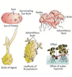 Biology - Extra Study Material_12.1