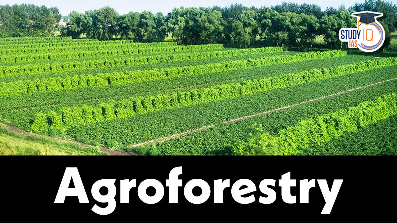 Agroforestry