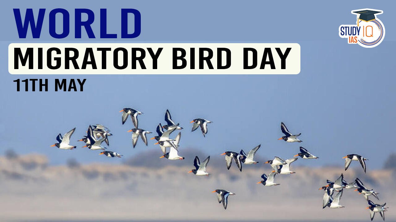 World Migratory Bird Day 2024, Theme, Significance