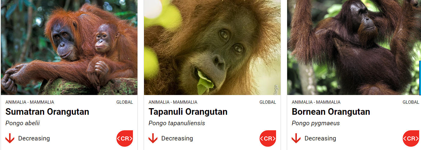 Orangutan Diplomacy: Historical Precedents and Consequences_4.1