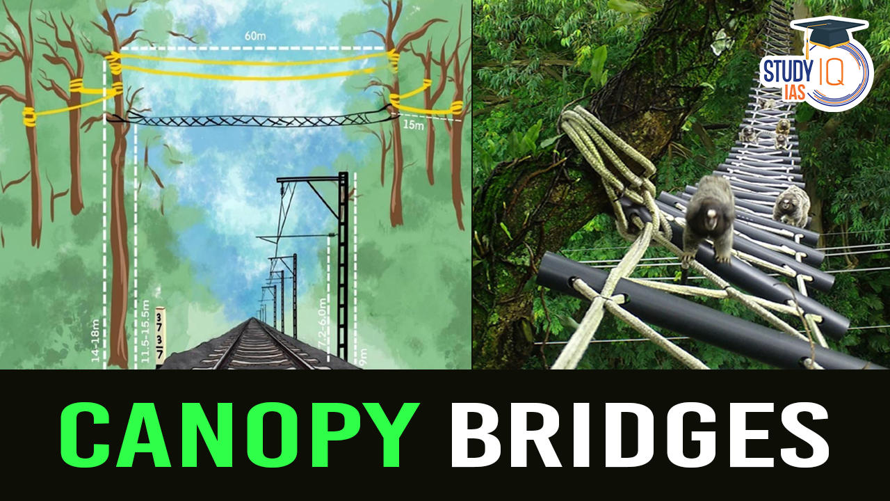 Canopy Bridges for Gibbons in Assam