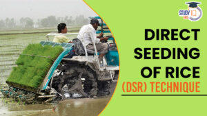 Direct Seeding of Rice (DSR) Technique, Concerns and Requirements
