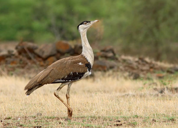 Great Indian Bustard (GIB)_4.1