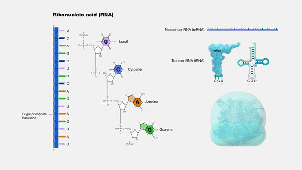 RNA Editing, Applications and Associated Challenges_4.1