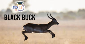 Black Buck