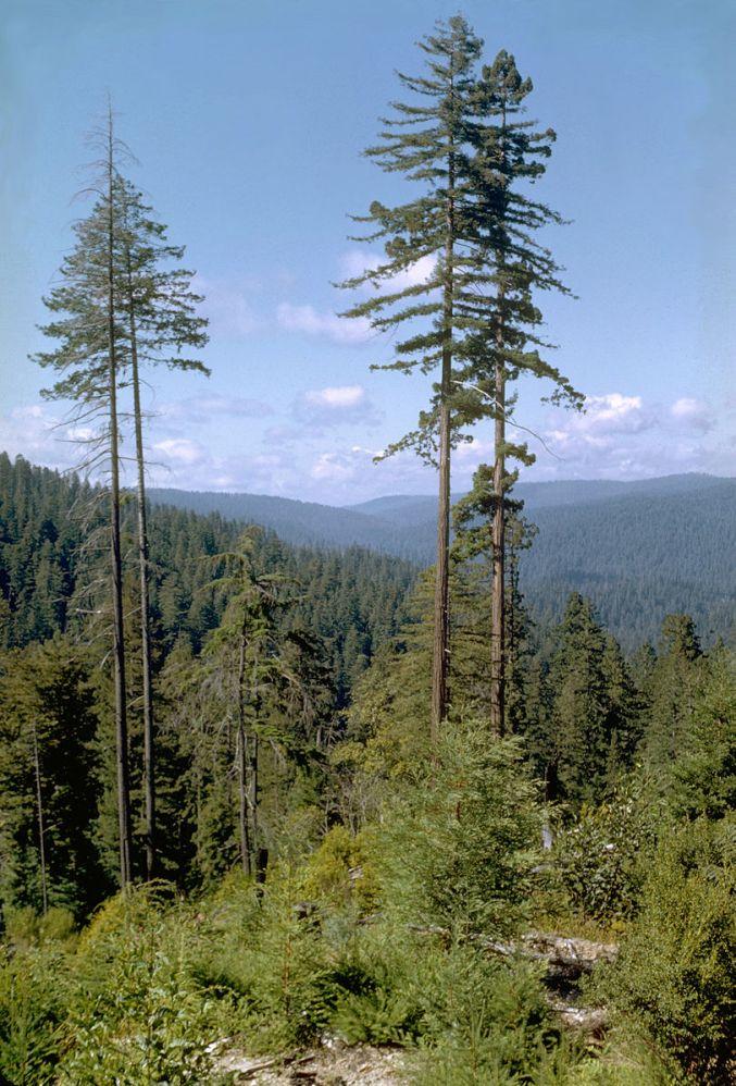 Tallest Tree in the World, List of Top-10_40.1