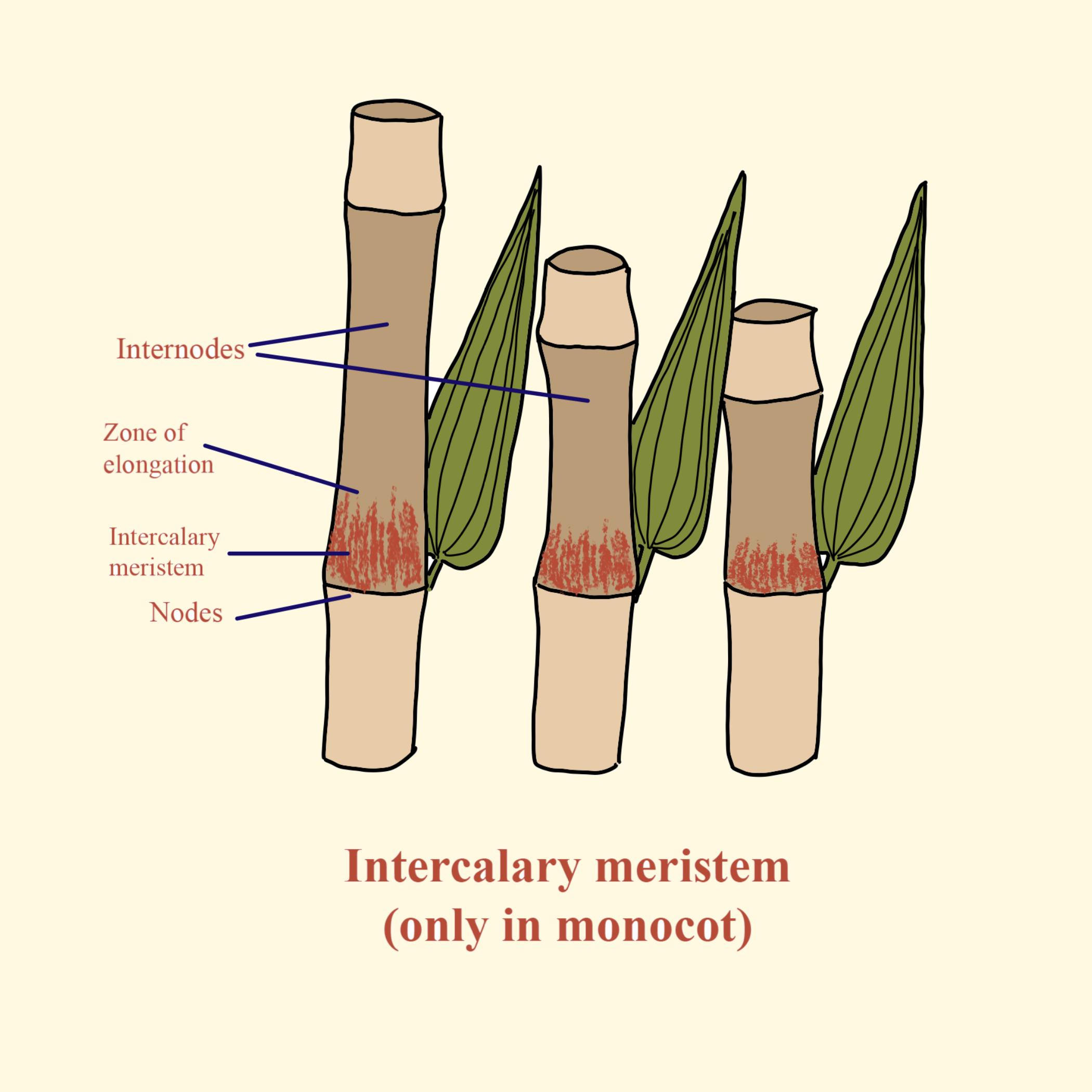 Types of Meristematic Tissue: Intercalary Meristem